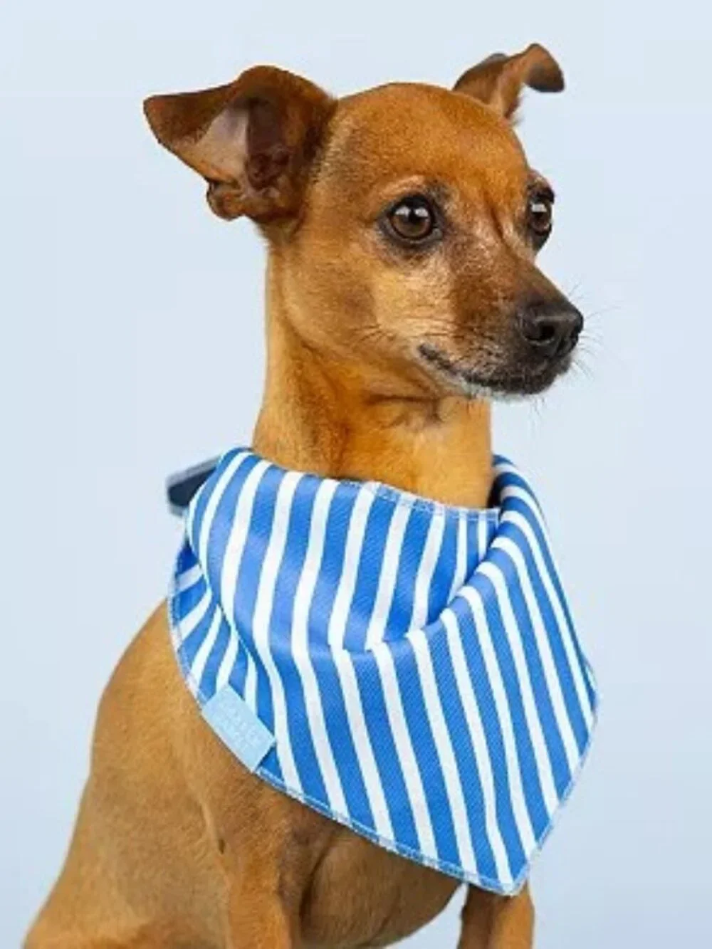 NWT Draper James Reversible Blue and White Stripe or Polka Dot Dog Bandanas